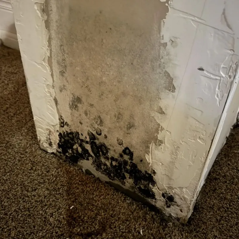 Professional Mold Removal in Wilmington, OH